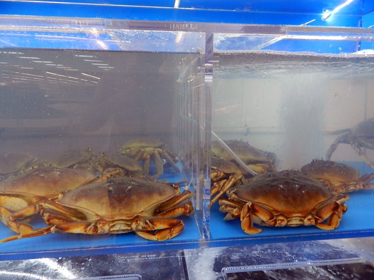 Live crabs in clear seafood tanks